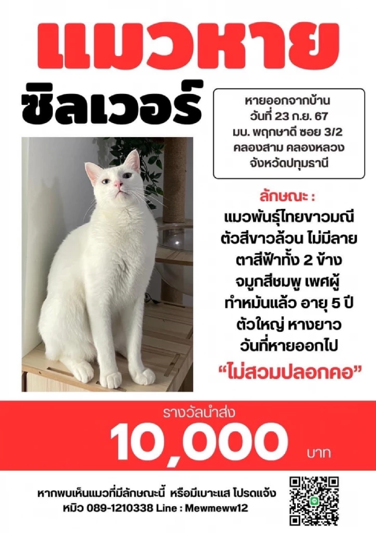 ตามหาแมวหาย! เจ้าของประกาศหาแมวหาย "ซิลเวอร์" เพิ่มเงินรางวัลเป็น 10,000 บ.
