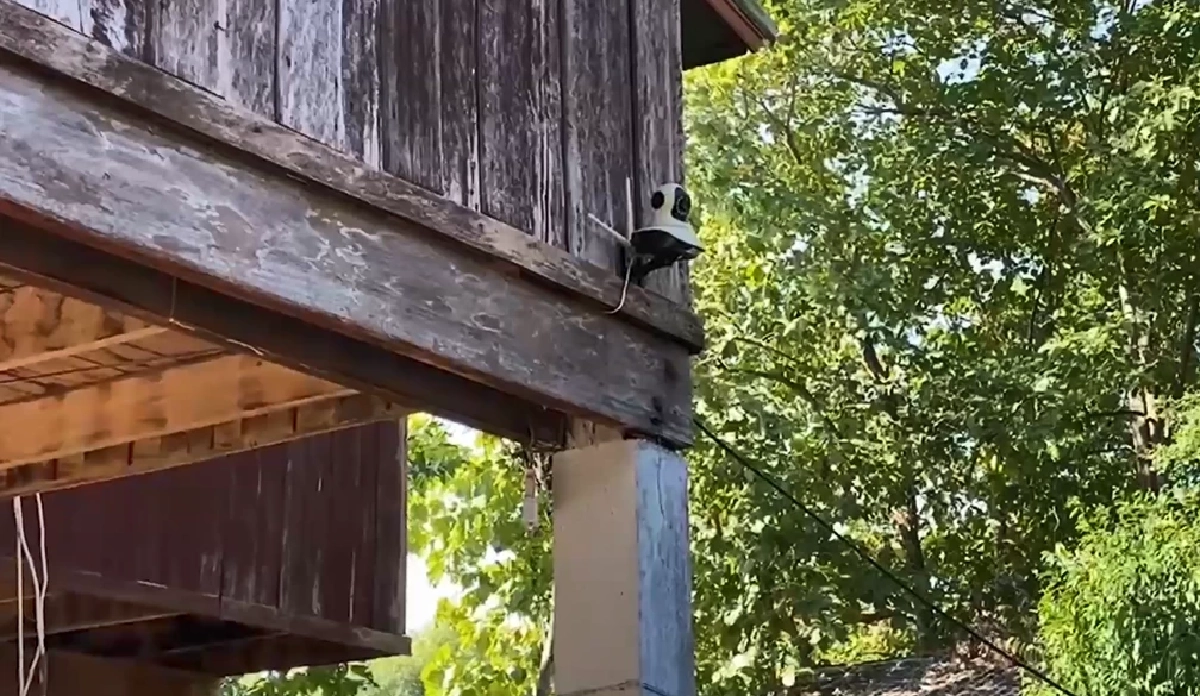 อุกอาจ! แก๊งไอ้โม่ง บุกปล้นไม้พะยูง จับเจ้าหน้าที่คลุมหัว มัดมือมัดเท้า