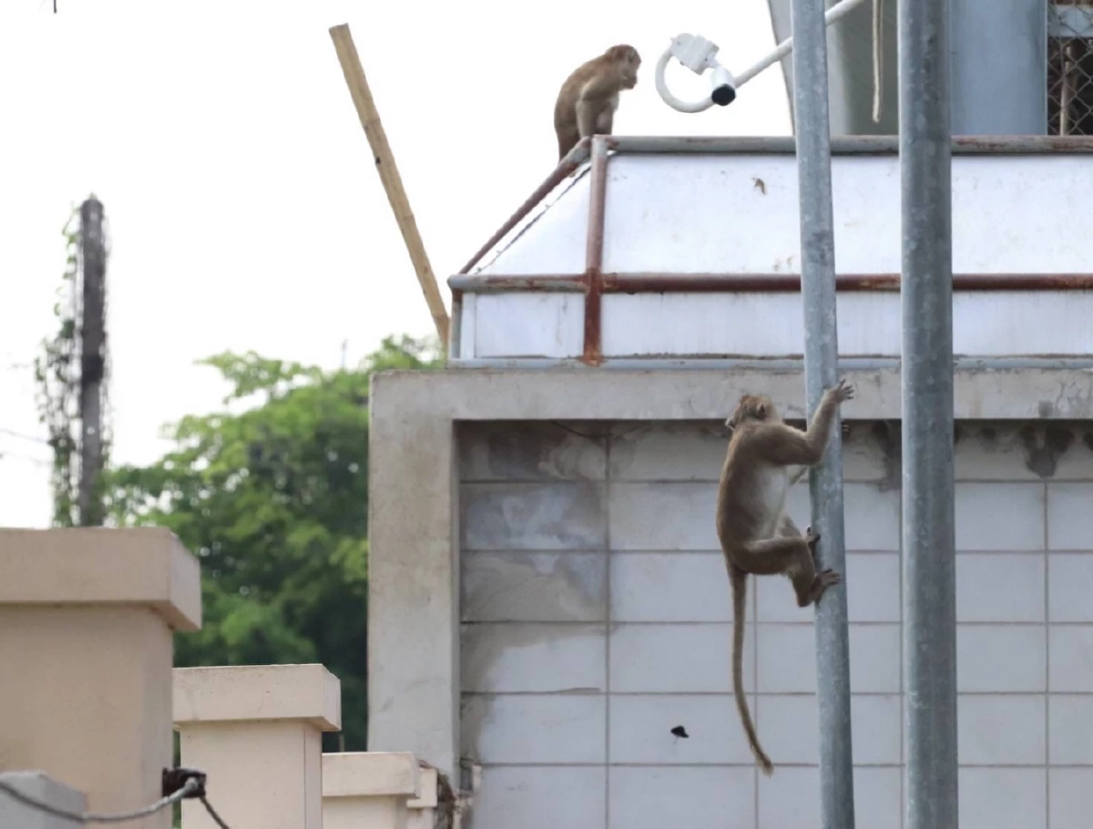 จนท. ตามจับลิงลพบุรี หลุดกรง ได้แล้ว 130 ตัว คาดอีก 2 วัน เสร็จสิ้น