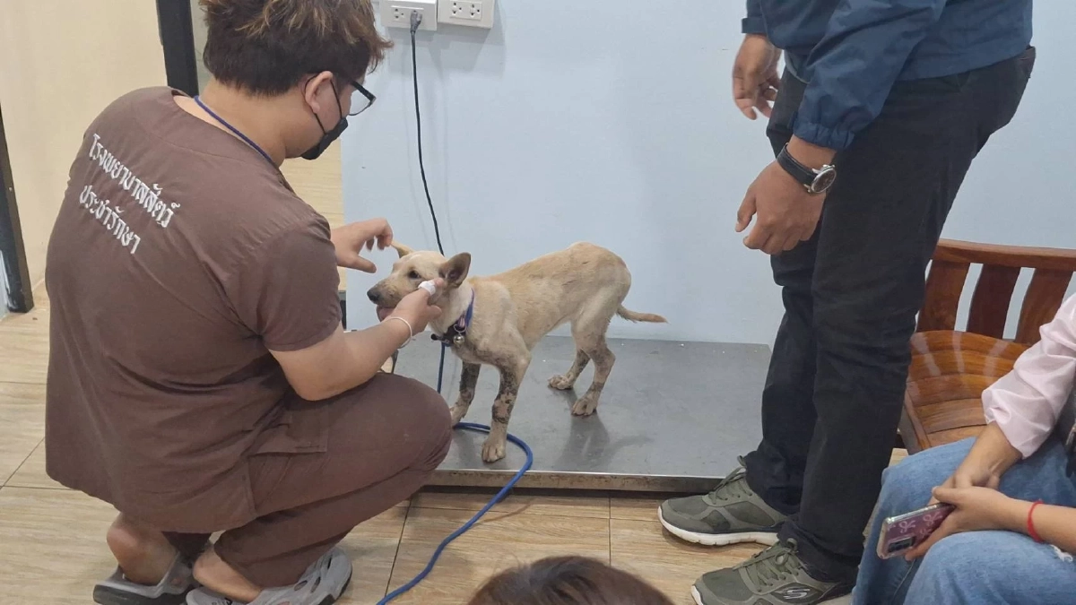 "เจ้าโอเลี้ยง" หมาแสนรู้ ถูกรถชนกรามหัก  ถึงมือหมอแล้ว