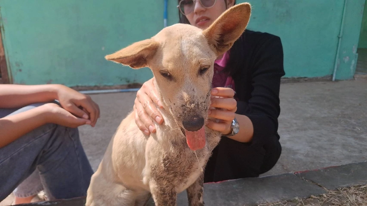 "เจ้าโอเลี้ยง" หมาแสนรู้ ถูกรถชนกรามหัก  ถึงมือหมอแล้ว