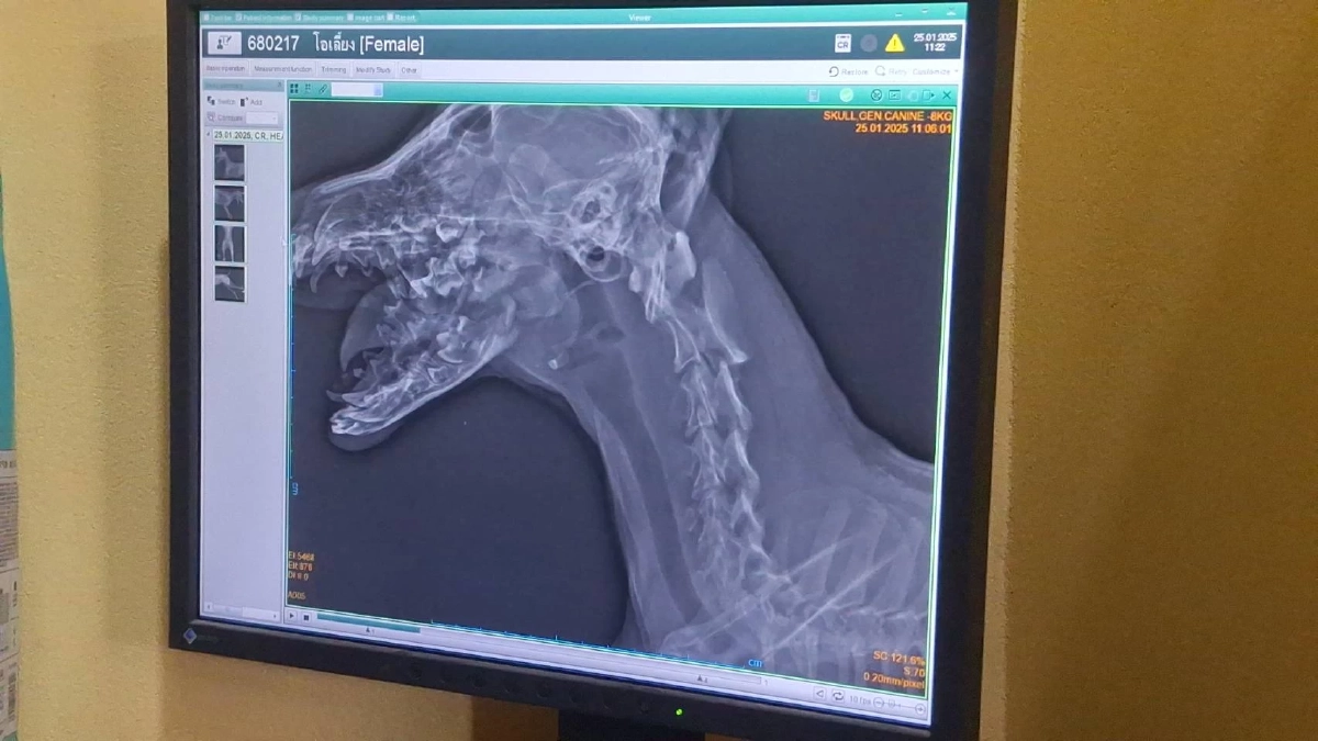 "เจ้าโอเลี้ยง" หมาแสนรู้ ถูกรถชนกรามหัก  ถึงมือหมอแล้ว