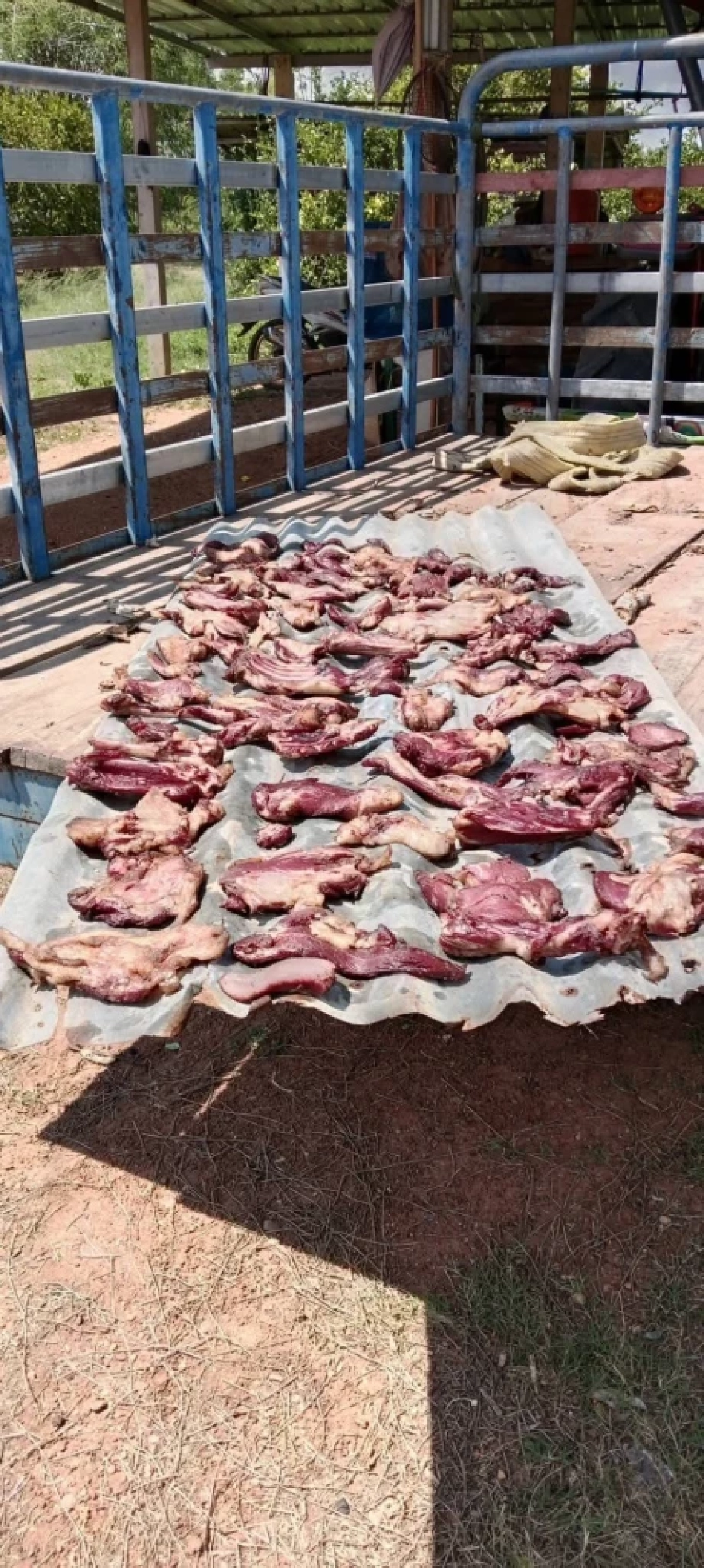 เพื่อนบ้านใจโหด ตีหมาจนดับ ก่อนชำแหละทำเนื้อแดดเดียว