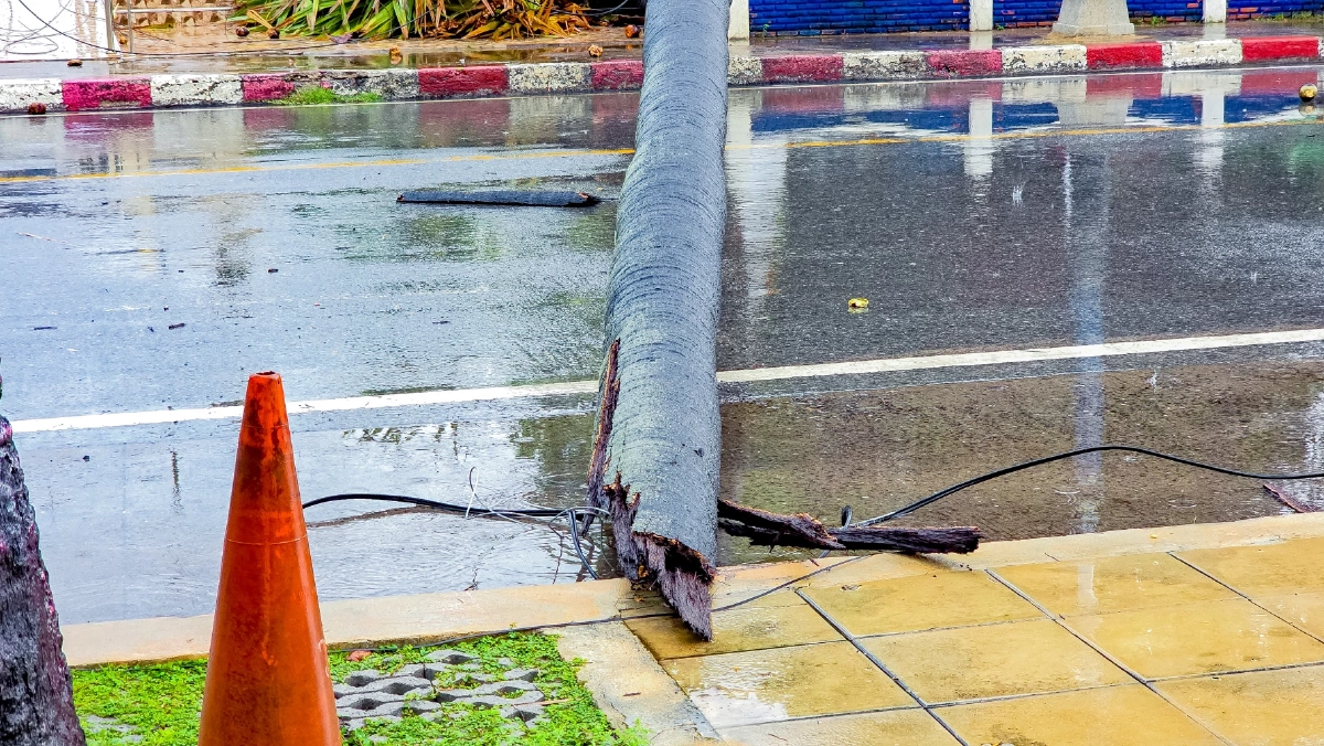 ฝนถล่มสัตหีบ ลมกระโชกแรง พัดต้นตาล อายุ 100 ปี หักโค่นขวางถนน