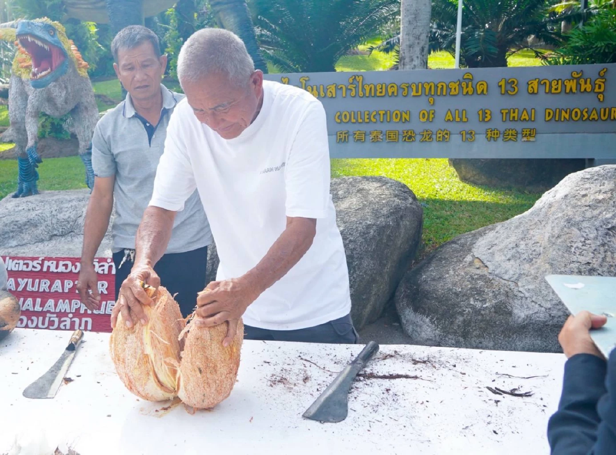 ฮือฮา! พบเมล็ดแฝด \"มะพร้าวทะเล\" หายาก มูลค่าทะลุล้านบาท
