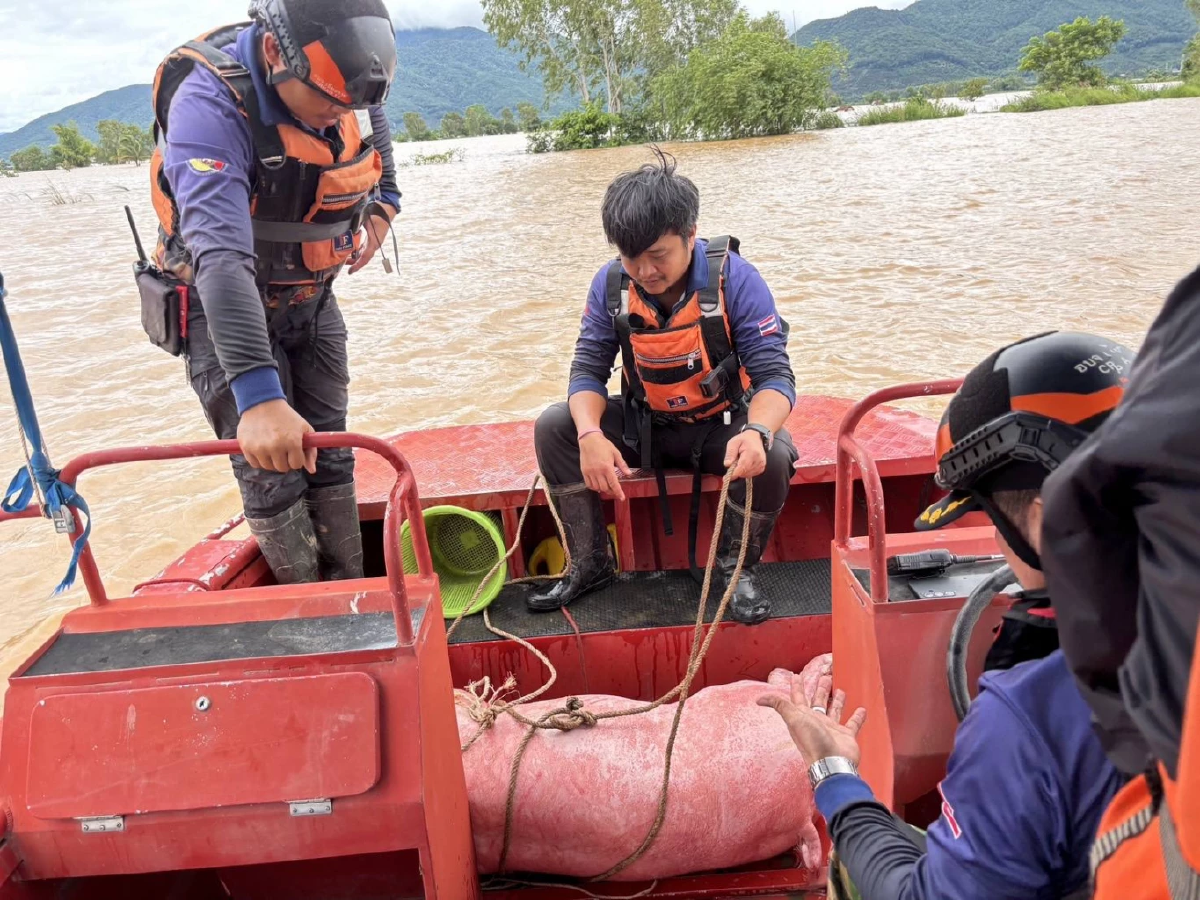 ทุลักทุเล! อบจ.เชียงราย ลุยขนย้ายหมู กว่า 1 พันตัว หนีน้ำท่วม