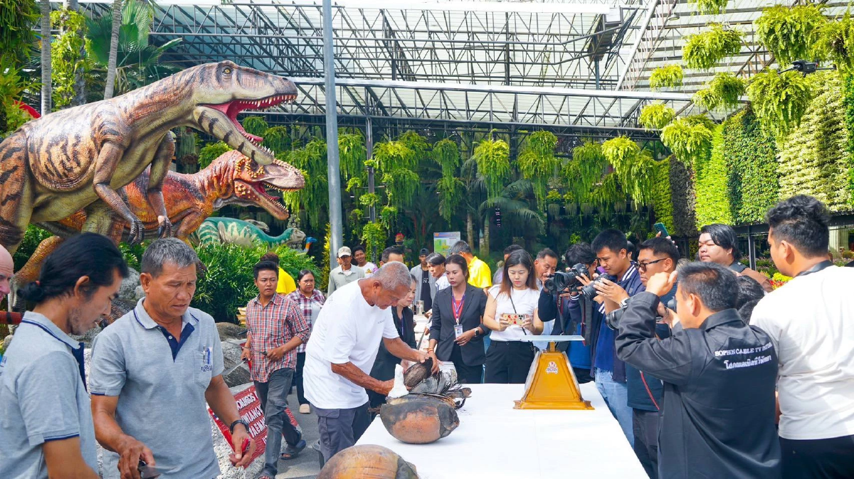 ฮือฮา! พบเมล็ดแฝด \"มะพร้าวทะเล\" หายาก มูลค่าทะลุล้านบาท