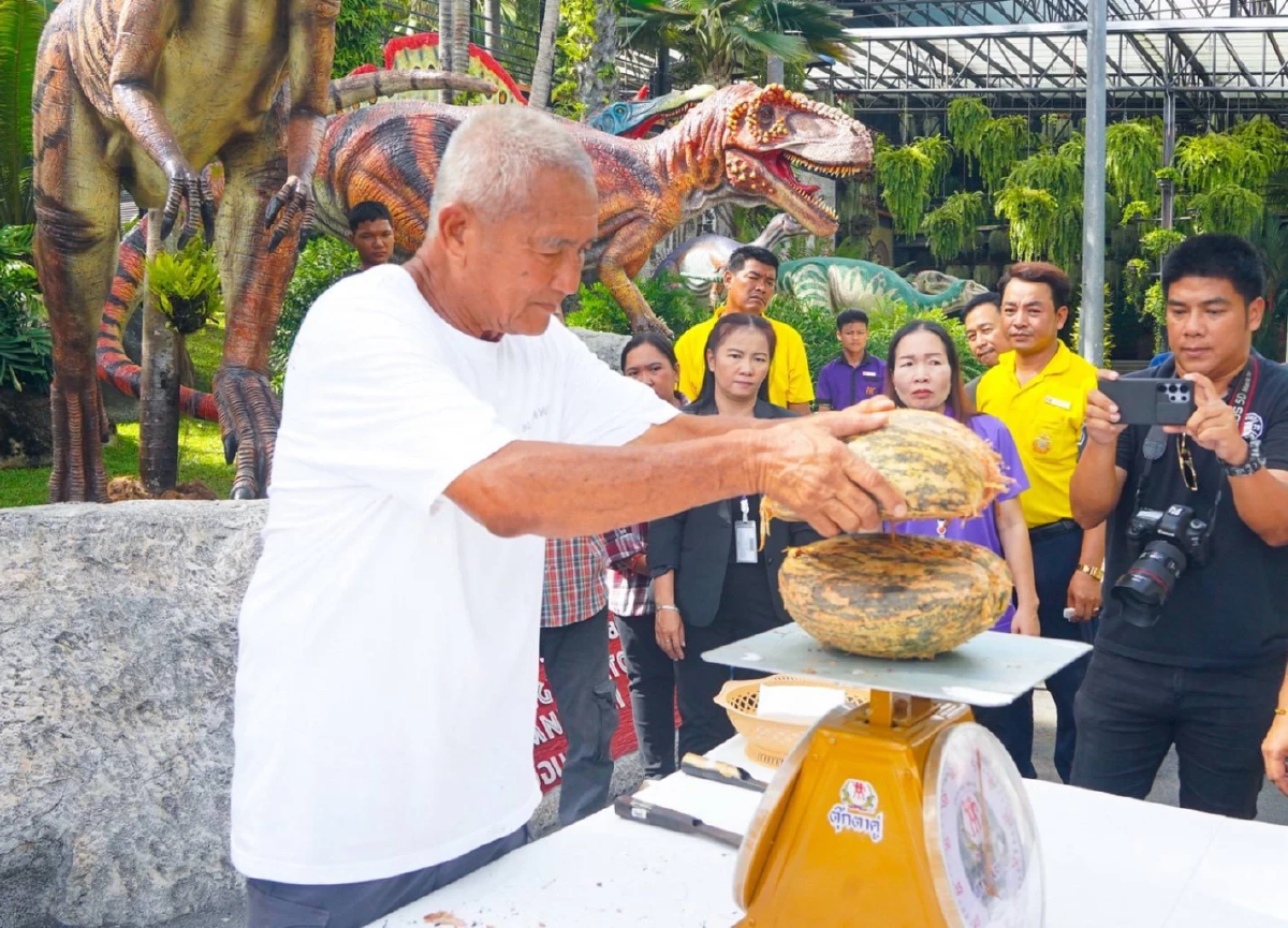 ฮือฮา! พบเมล็ดแฝด \"มะพร้าวทะเล\" หายาก มูลค่าทะลุล้านบาท