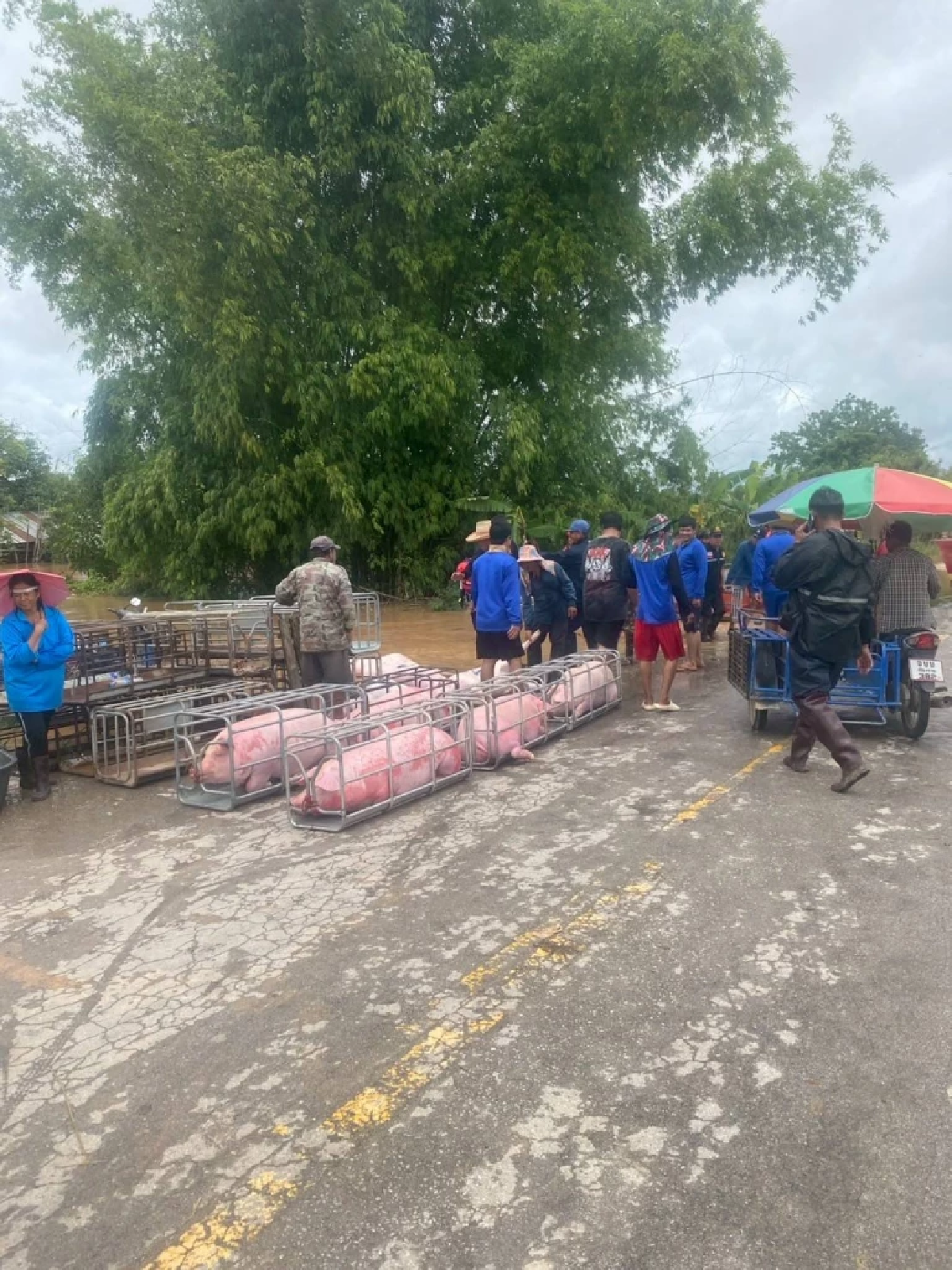 ทุลักทุเล! อบจ.เชียงราย ลุยขนย้ายหมู กว่า 1 พันตัว หนีน้ำท่วม