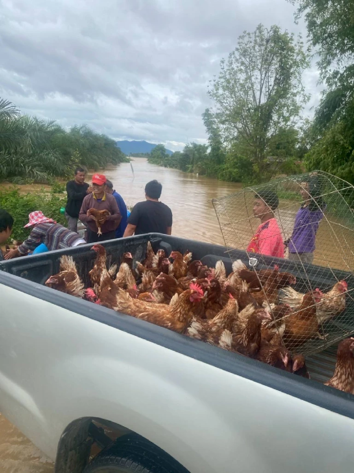 ทุลักทุเล! อบจ.เชียงราย ลุยขนย้ายหมู กว่า 1 พันตัว หนีน้ำท่วม