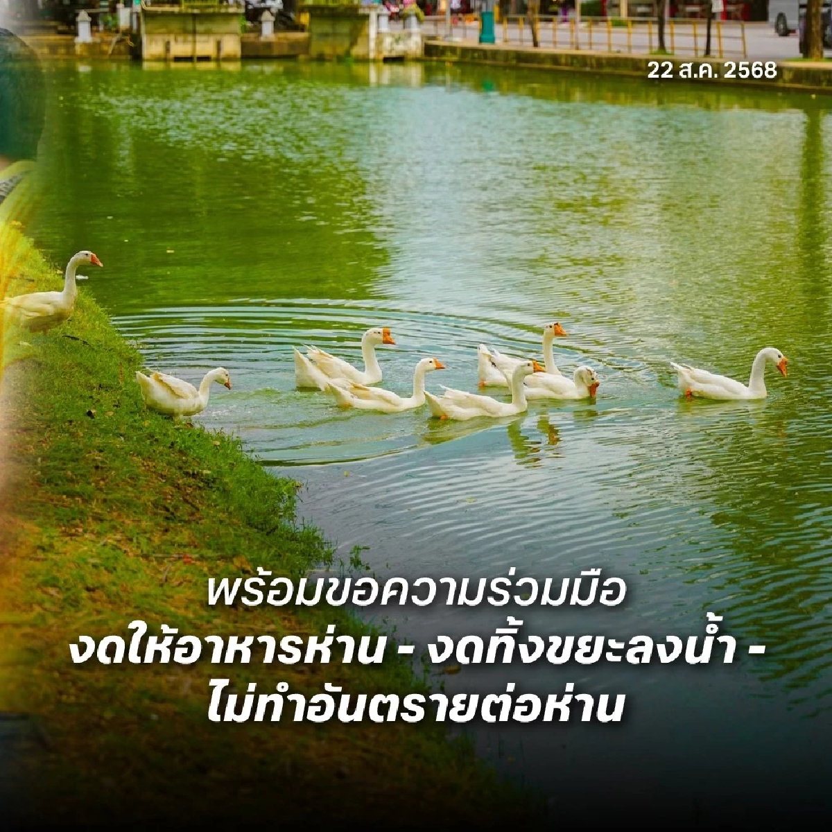 เทศบาลนครเชียงใหม่ เปิดตัว \"น้องห่าน\" เจ้าพนักงาน กำจัดจอกแหน