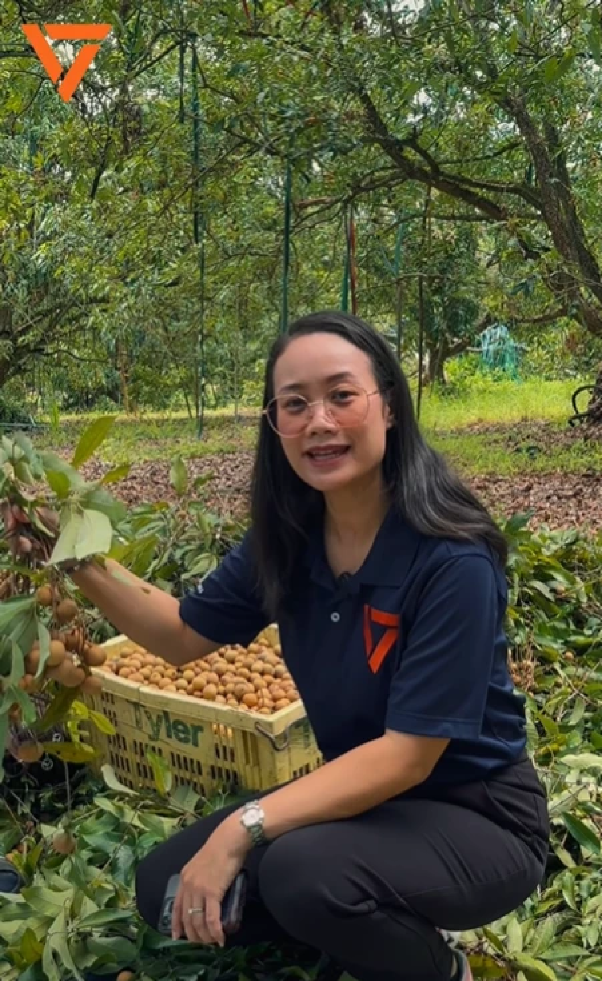 รับสมัครด่วน! แรงงานคนไทย เก็บลำไย จ.จันทบุรี รายได้ดี มีที่พักฟรี