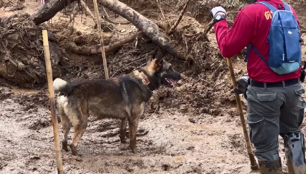 K9 USAR ร่วมภารกิจ ค้นหาผู้สูญหาย เหตุน้ำท่วม ดินโคลนถล่ม จ.เชียงใหม่