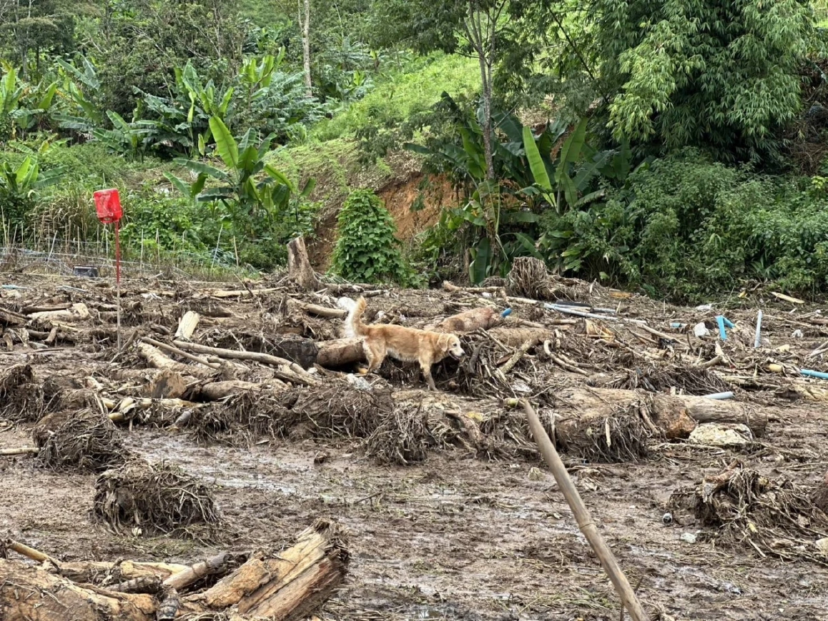 K9 USAR ร่วมภารกิจ ค้นหาผู้สูญหาย เหตุน้ำท่วม ดินโคลนถล่ม จ.เชียงใหม่