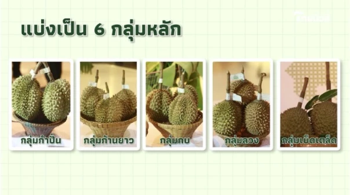 “ทุเรียน”ราชาแห่งผลไม้ไทย กับรหัสลับ GI ที่โลกต้องรู้จัก