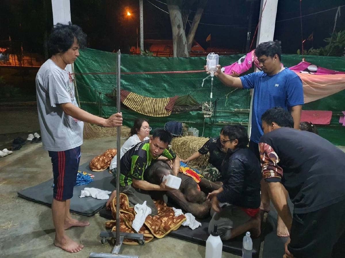ผลตรวจสุขภาพ \"พังข้าวต้ม\" ลูกช้างป่า โครงสร้างร่างกายผิดปกติแต่กำเนิด