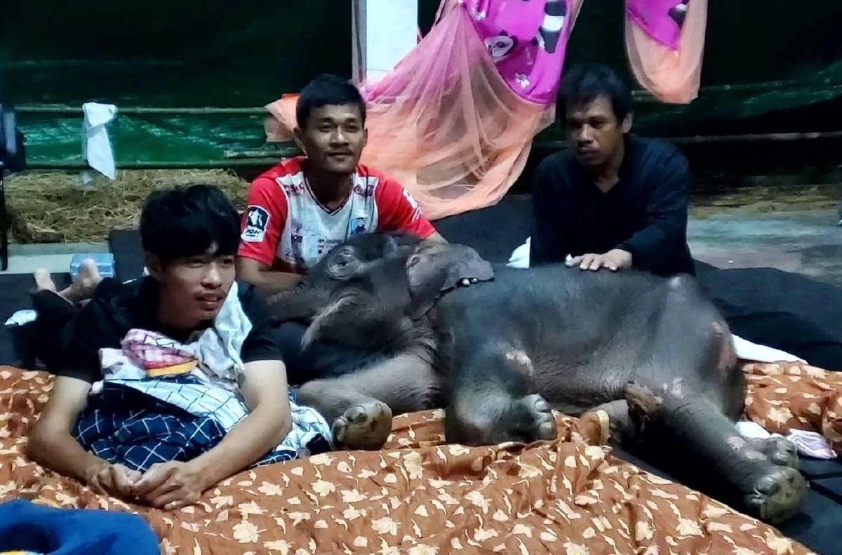 \"น้องข้าวต้ม\" ฟื้นตัวดีขึ้น ทีมสัตวแพทย์-พี่เลี้ยง ยังคงเฝ้าระวังอาการ