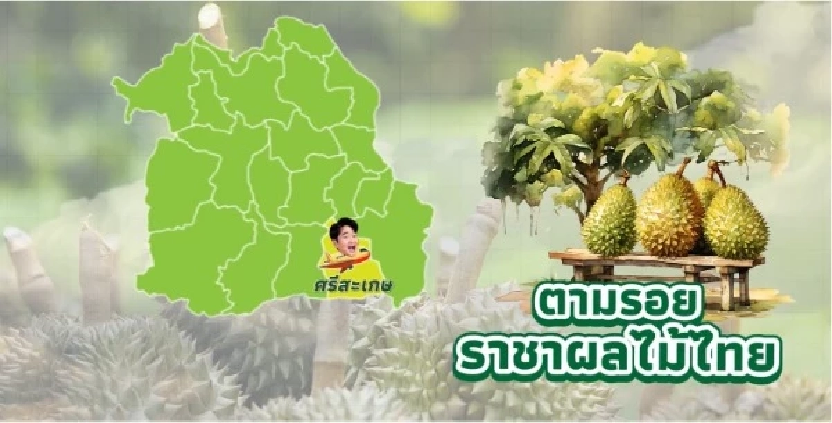 “ทุเรียน”ราชาแห่งผลไม้ไทย กับรหัสลับ GI ที่โลกต้องรู้จัก