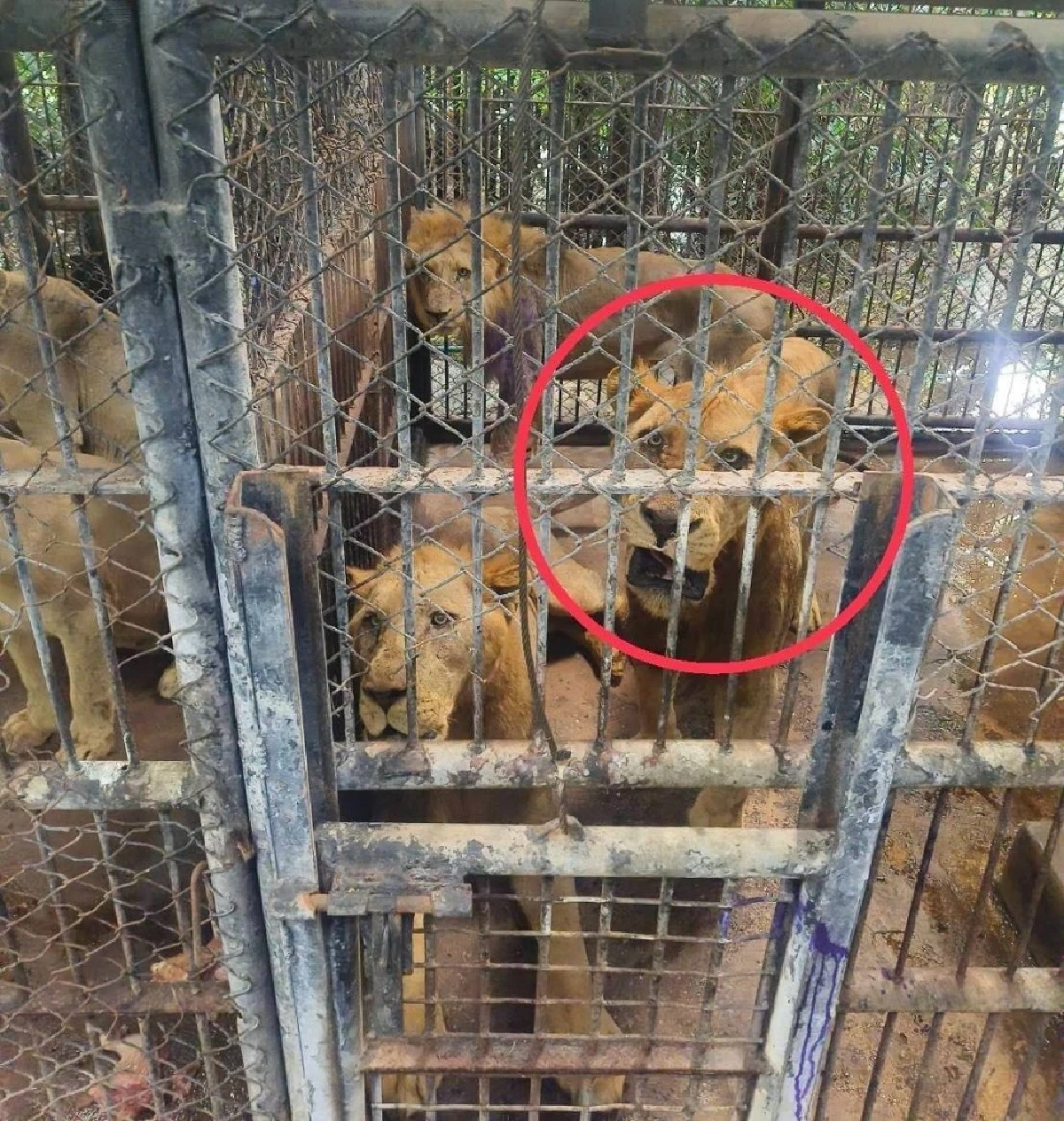 กรมอุทยานฯ เผยผลตรวจ สวัสดิภาพสัตว์ในกรงพัก \"เสือ-สิงโต\" ของซาฟารีเวิลด์