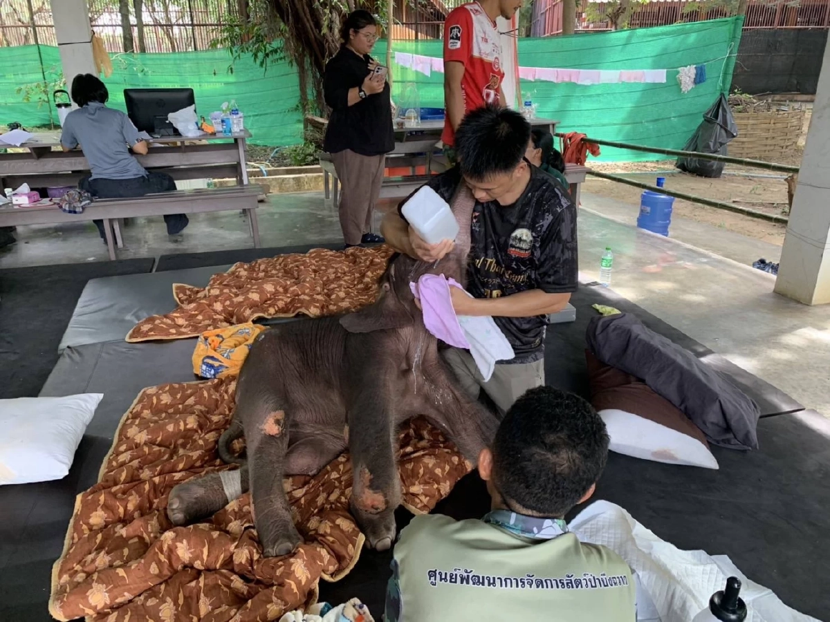 \"น้องข้าวต้ม\" ฟื้นตัวดีขึ้น ทีมสัตวแพทย์-พี่เลี้ยง ยังคงเฝ้าระวังอาการ