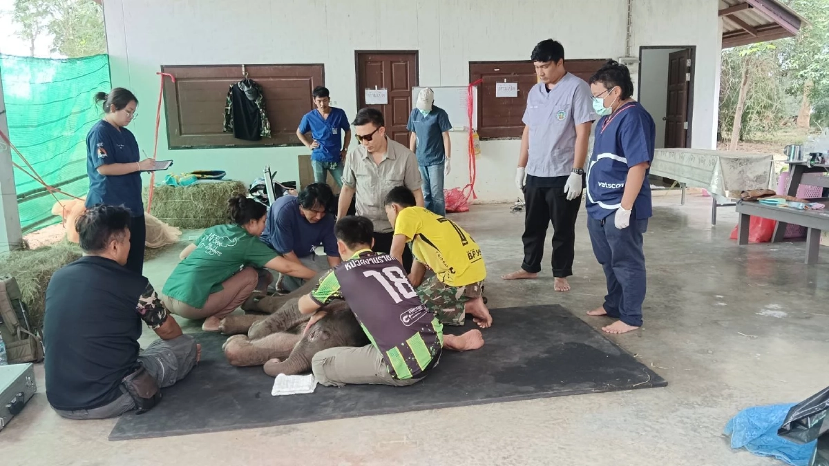 ผลตรวจสุขภาพ \"พังข้าวต้ม\" ลูกช้างป่า โครงสร้างร่างกายผิดปกติแต่กำเนิด