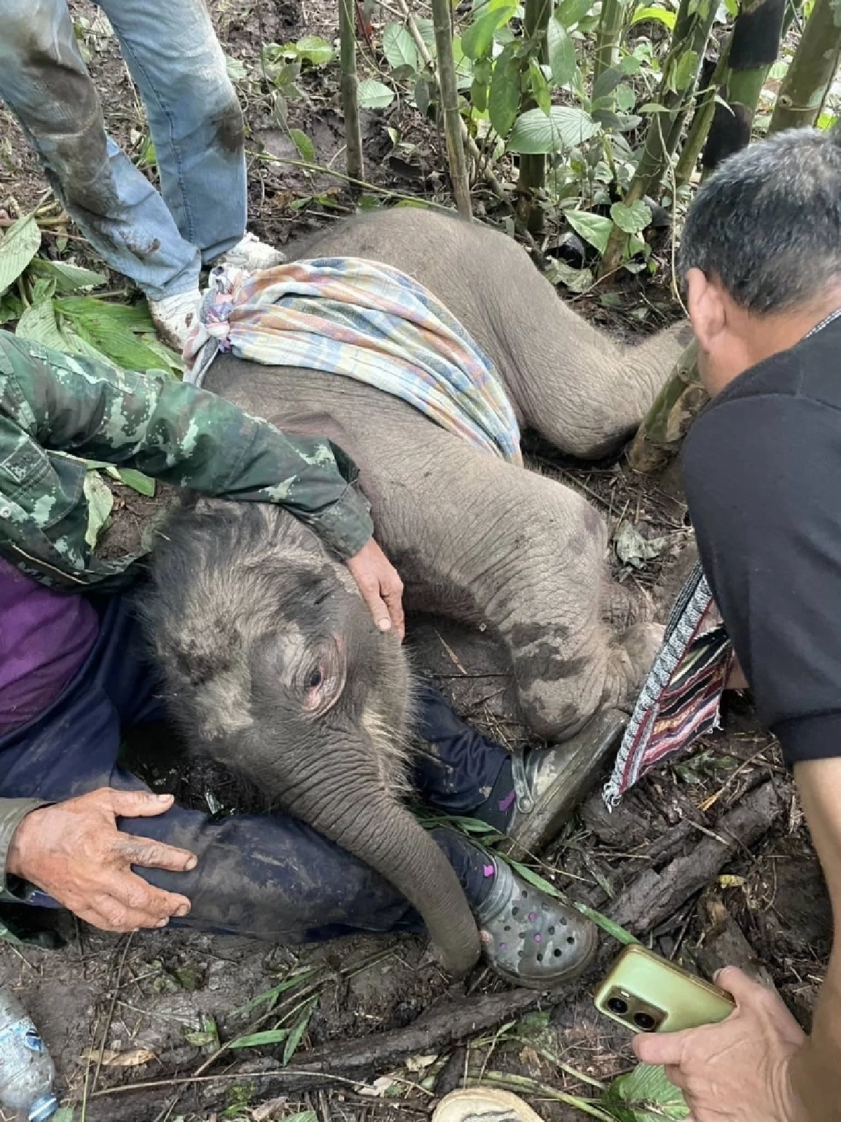 รุดช่วยลูกช้าง แม่คลอดทิ้งกลางป่า อช.ลำคลองงู สภาพอิดโรย-บาดเจ็บที่ขา