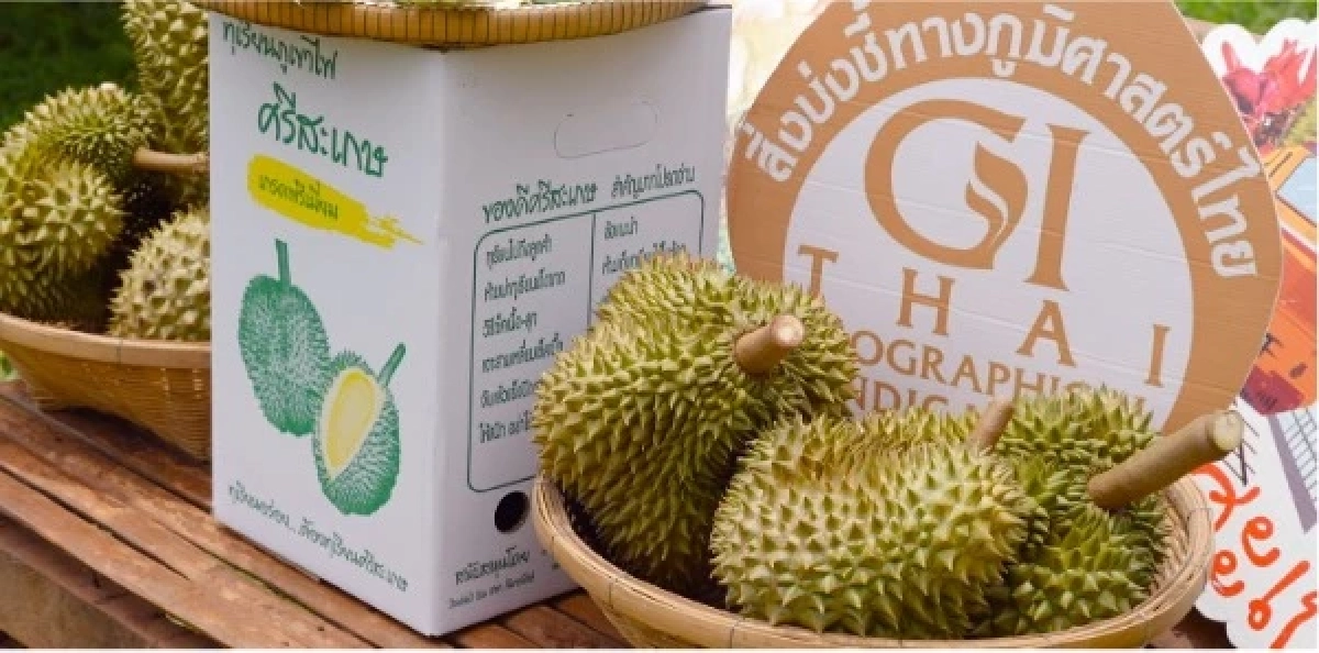 “ทุเรียน”ราชาแห่งผลไม้ไทย กับรหัสลับ GI ที่โลกต้องรู้จัก