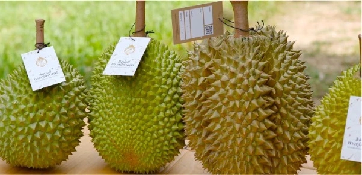 “ทุเรียน”ราชาแห่งผลไม้ไทย กับรหัสลับ GI ที่โลกต้องรู้จัก