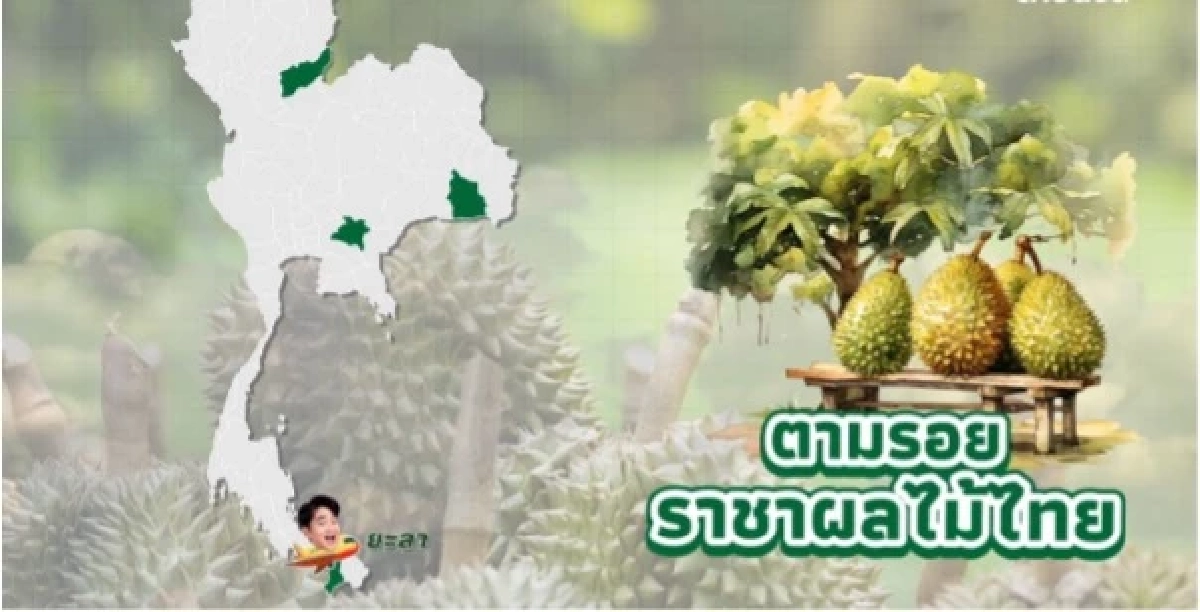 “ทุเรียน”ราชาแห่งผลไม้ไทย กับรหัสลับ GI ที่โลกต้องรู้จัก