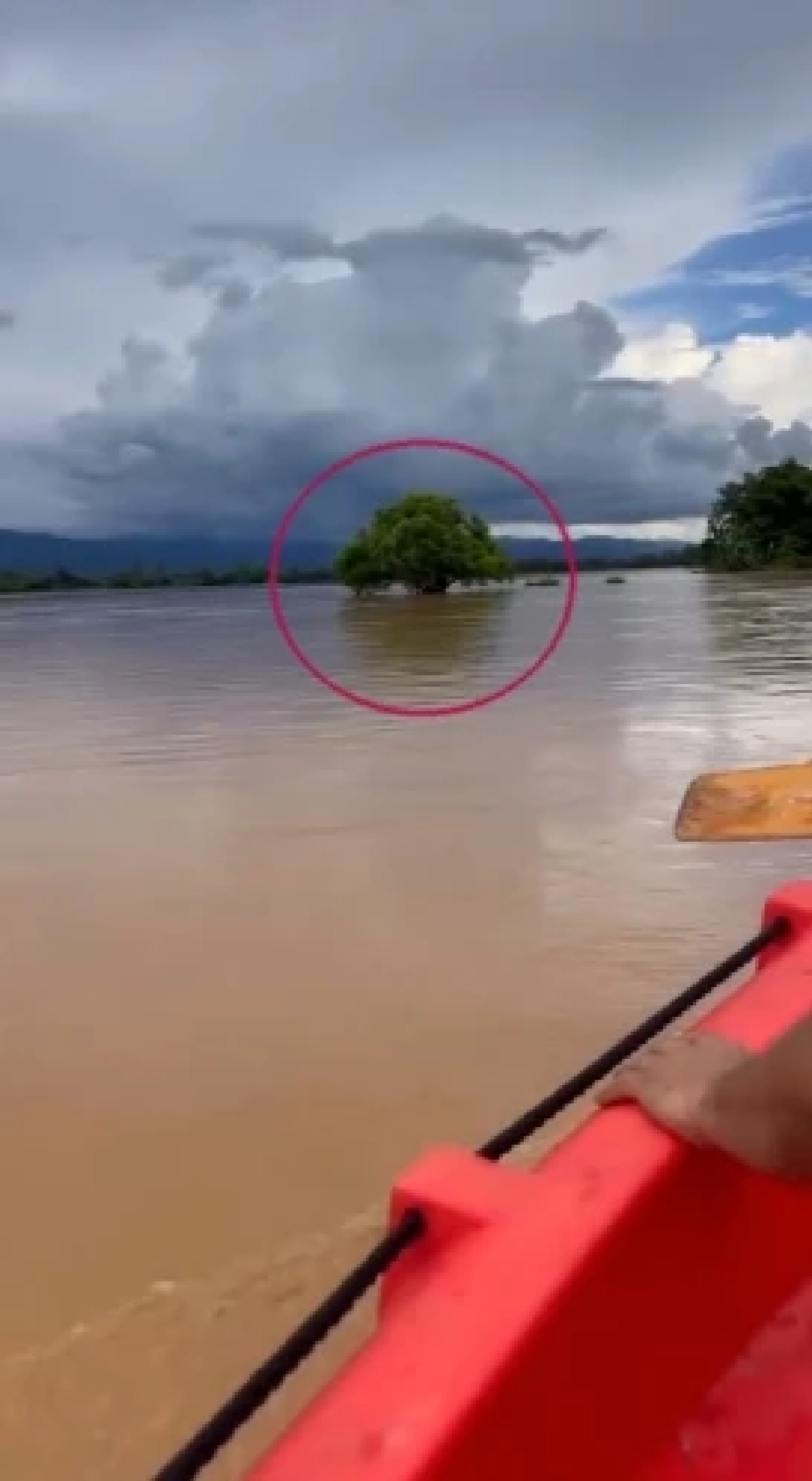 สุดลุ้น เจ้าหน้าที่เร่งช่วยเด็ก 3 คน ถูกน้ำพัด เกาะอยู่บนต้นไม้กลางทุ่งนา