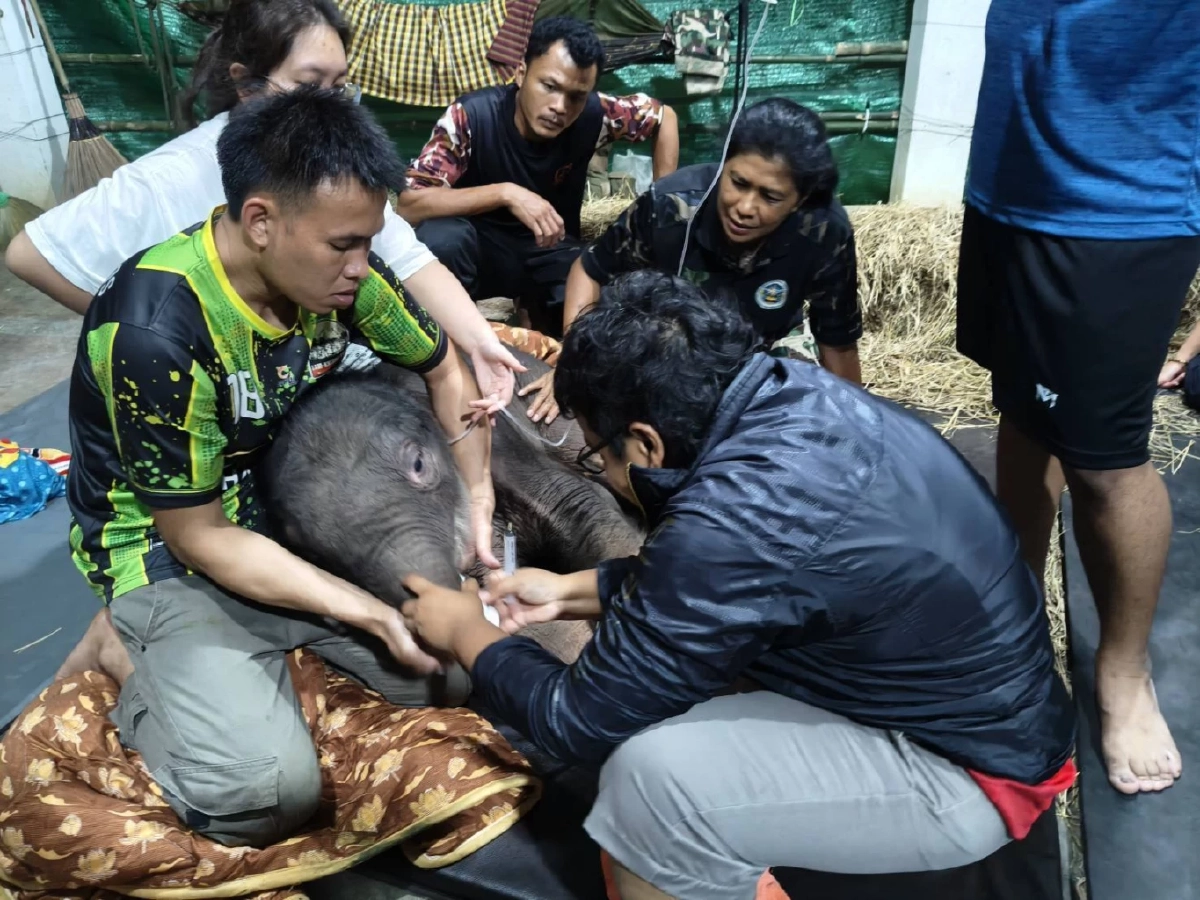 ผลตรวจสุขภาพ \"พังข้าวต้ม\" ลูกช้างป่า โครงสร้างร่างกายผิดปกติแต่กำเนิด
