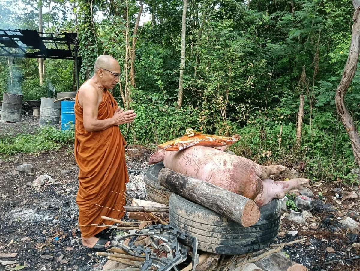 รอดแล้ว \"แม่หมู\" หนีโรงเชือด กระโดดตกรถขาหัก เจอพระใจดีควักเงินไถ่ชีวิต