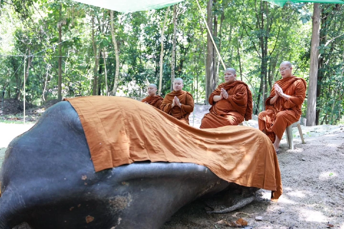 สิ้น \"พลายบุญแสน\" ช้างมรดกแผ่นดิน ล้มลงสงบในวัย 61 ปี ในวันออกพรรษา