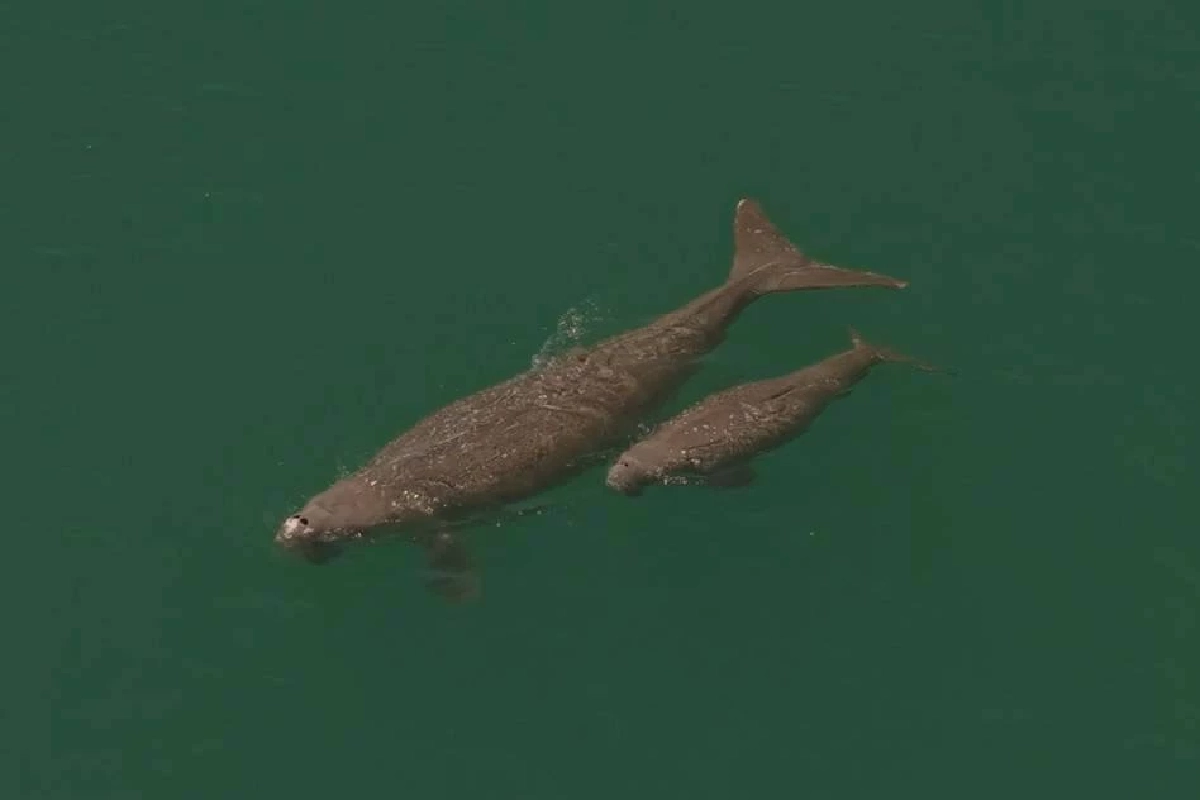 รมว.ทส. สั่งกรมทะเล ตรวจเข้มรับมือพะยูนตุย ล่าเขี้ยว ความเชื่อเป็นของขลัง