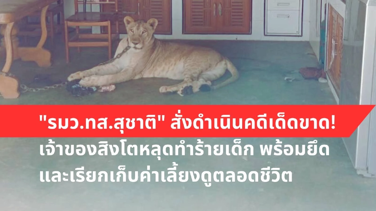 สั่งยึดสิงโต! ดำเนินคดี อินฟลูเอนเซอร์ดัง ปล่อยหลุดไปทำร้ายเด็ก