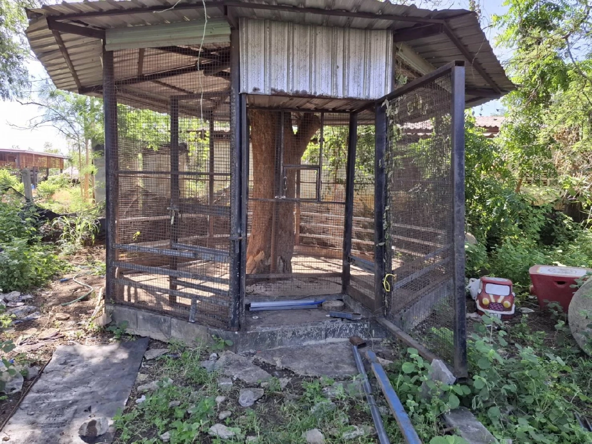 สั่งยึดสิงโต! ดำเนินคดี อินฟลูเอนเซอร์ดัง ปล่อยหลุดไปทำร้ายเด็ก