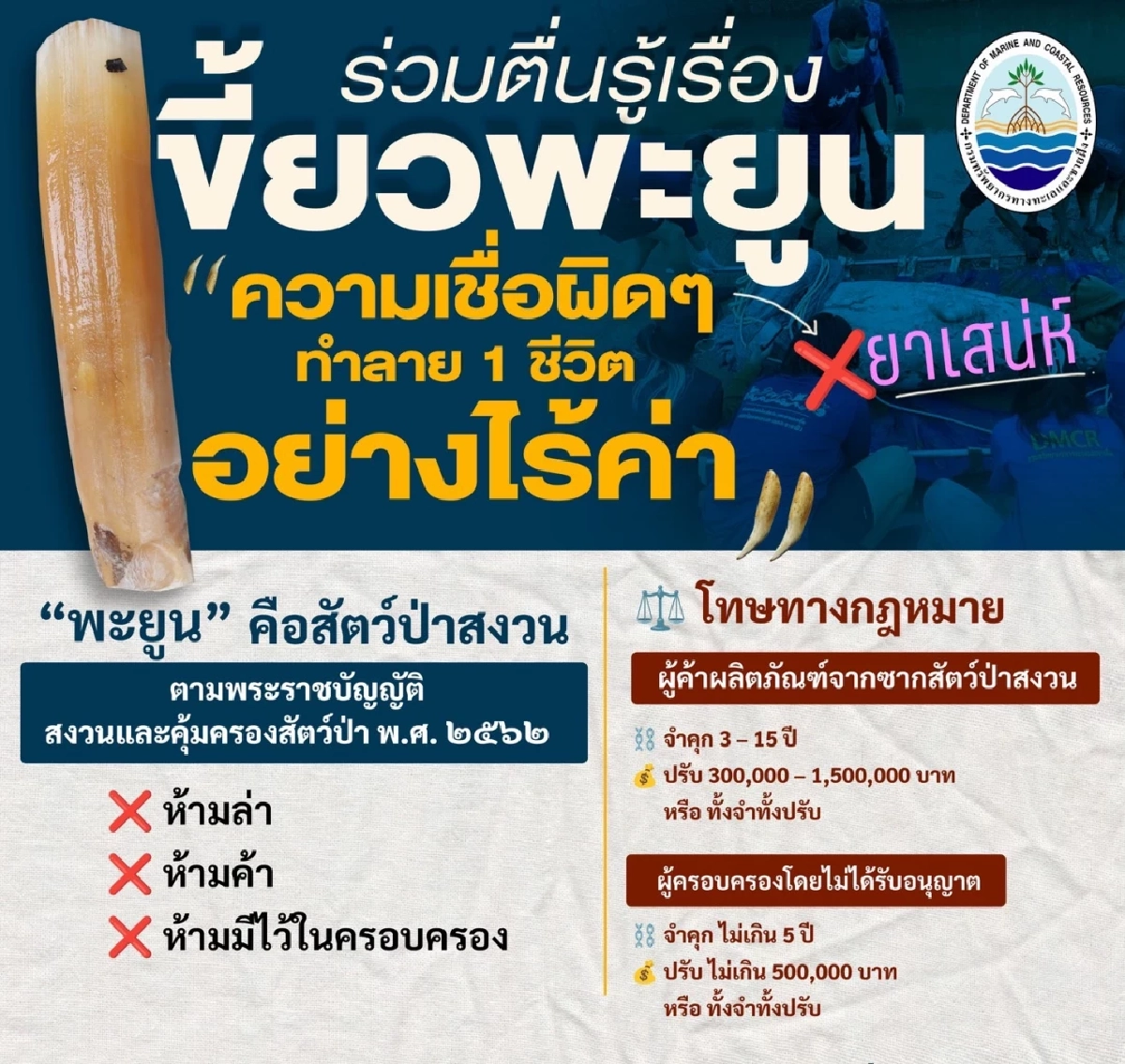 รมว.ทส. สั่งกรมทะเล ตรวจเข้มรับมือพะยูนตุย ล่าเขี้ยว ความเชื่อเป็นของขลัง