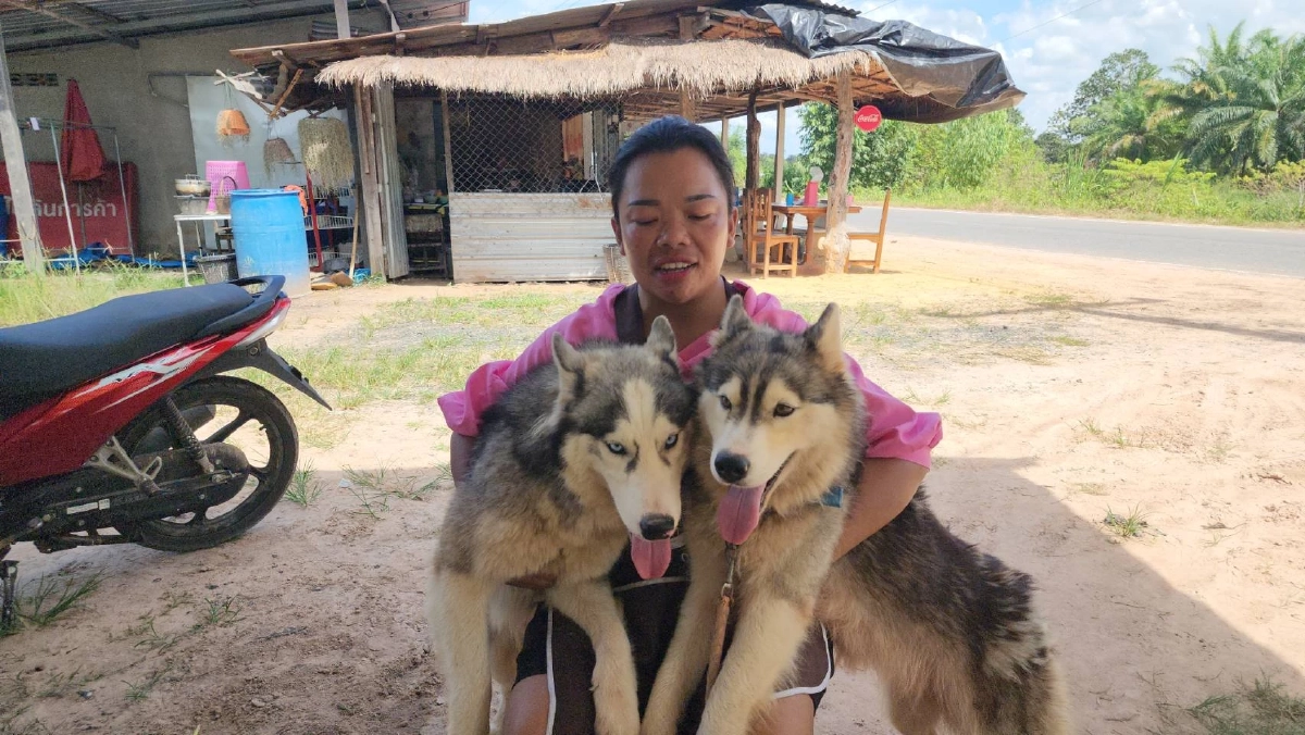 สุดเศร้า เจ้าของประกาศหาคนรับเลี้ยง ไซบีเรียน สุดรัก 2 ตัว หวั่นปะทะชายแดน