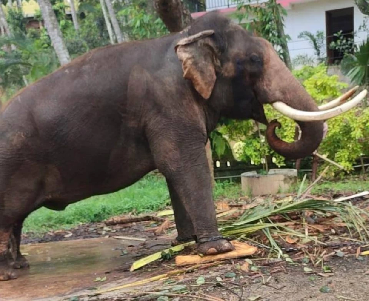 \"หม่อมหลวงวันรัชดา\" ฝากความหวัง \"สุชาติ\" พาช้างไทยในศรีลังกากลับบ้าน