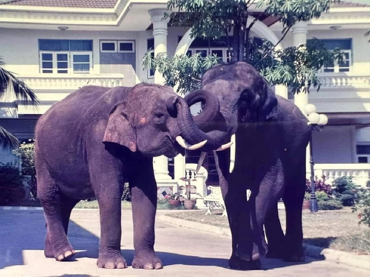 ปฏิบัติการทวงคืนช้างไทย! \"สุชาติ\" เตรียมบินด่วนศรีลังกา หลังนายกฯไฟเขียว