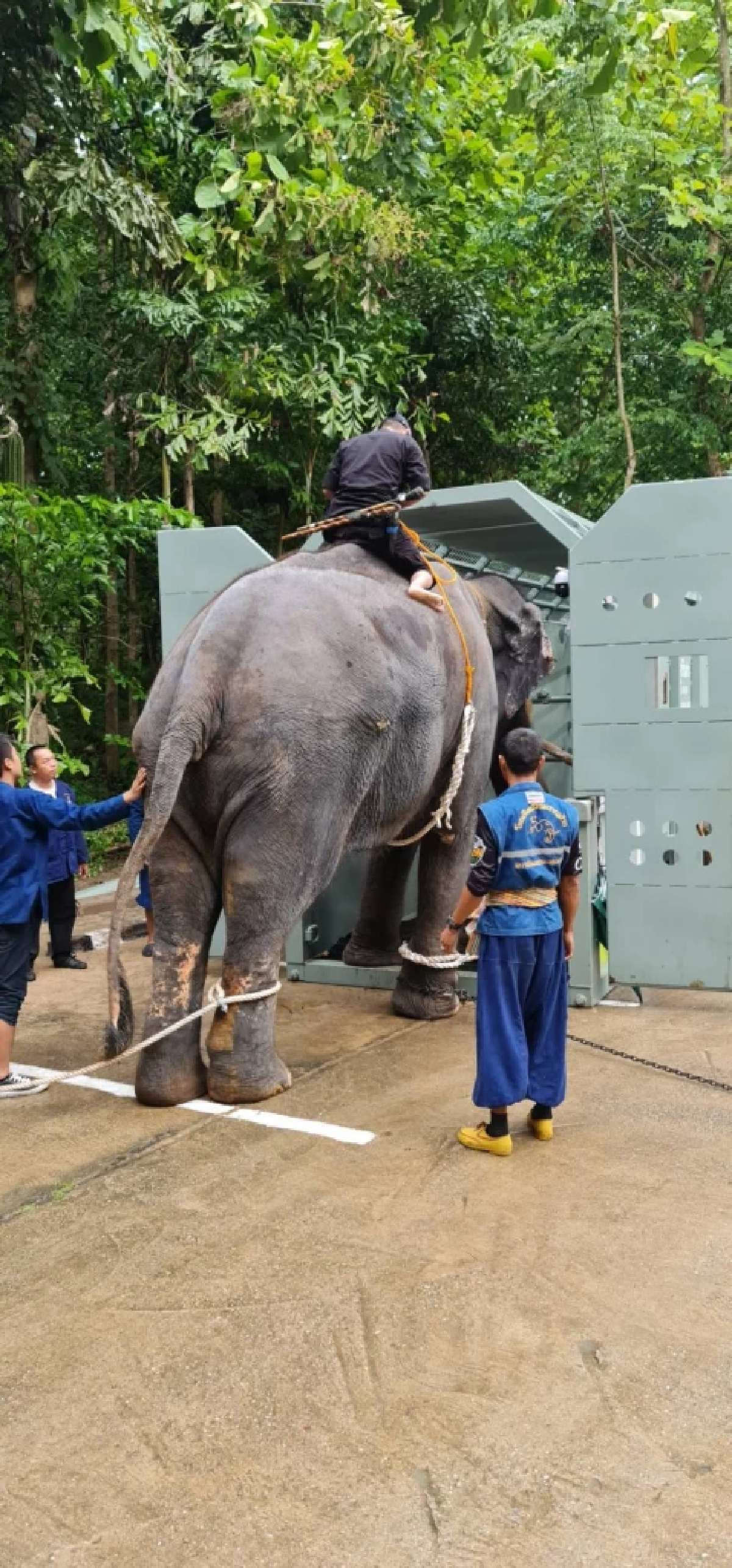 ปฏิบัติการทวงคืนช้างไทย! \"สุชาติ\" เตรียมบินด่วนศรีลังกา หลังนายกฯไฟเขียว