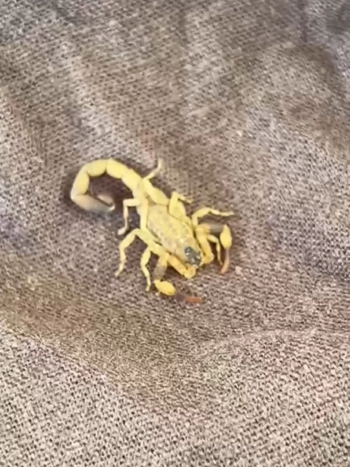 ห่วง! \'เบลล่า ราณี\' ส่ง รพ.ด่วน สัตว์พิษต่อยกลางกองถ่าย พบแพทย์แล้ว