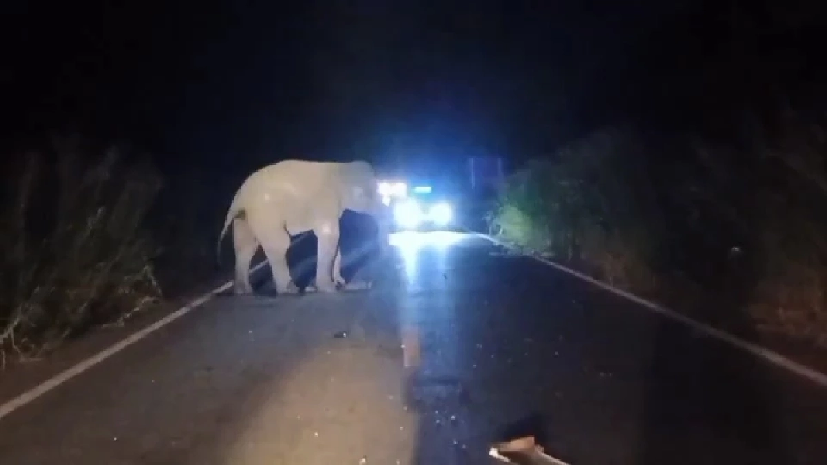 จนท. เร่งติดตามอาการบาดเจ็บ ช้างป่าเขาอ่างฤาไน ถูกรถกู้ภัยชน