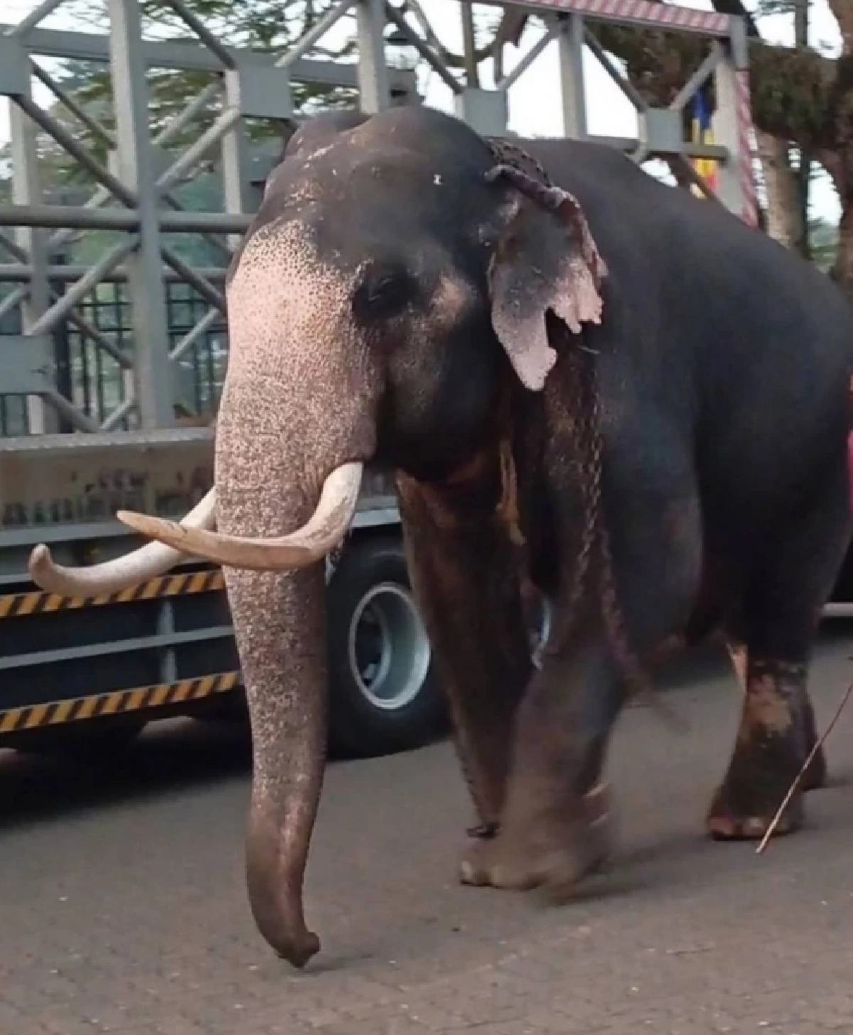 \"สุชาติ\" ถกแนวทางพาช้างไทยกลับบ้าน เตรียมบินต้น พ.ย. นี้