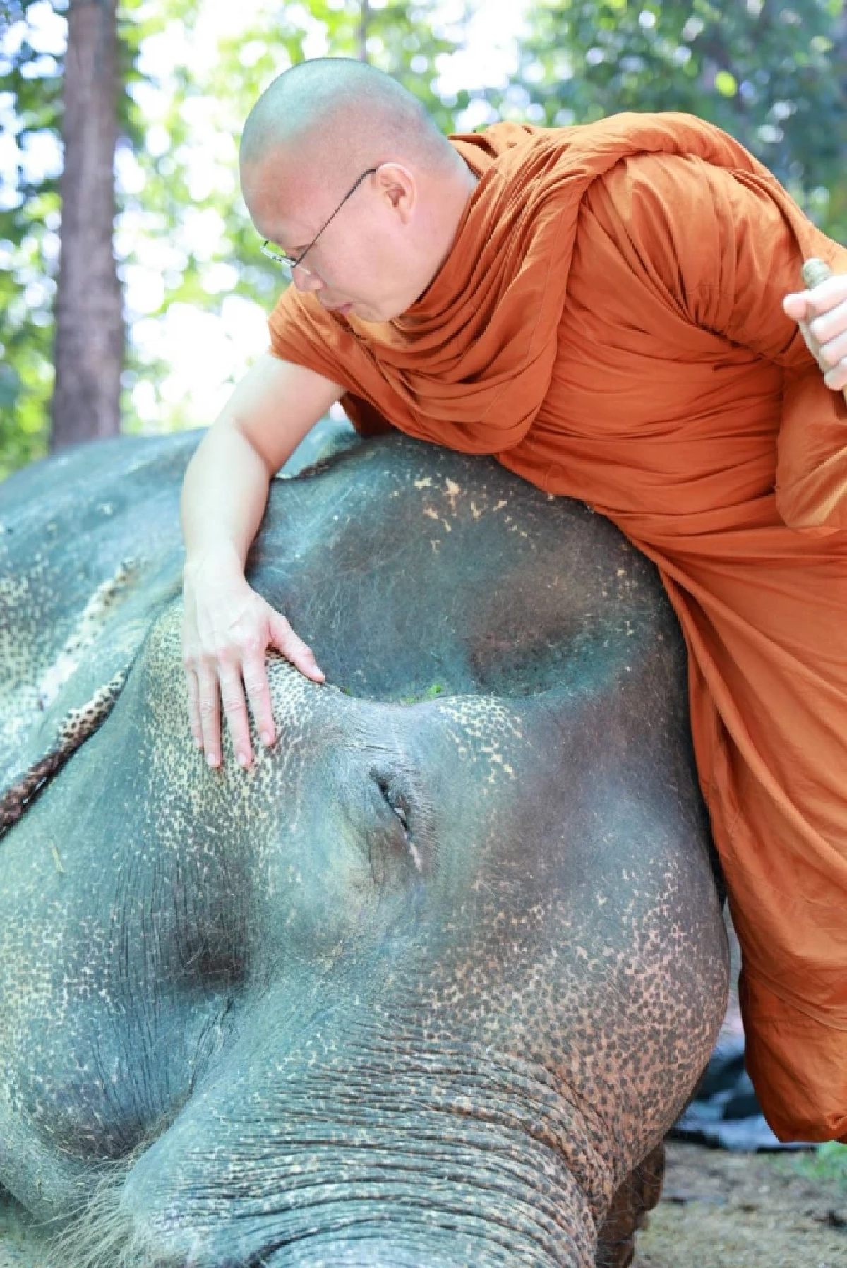 สิ้น \"พลายบุญแสน\" ช้างมรดกแผ่นดิน ล้มลงสงบในวัย 61 ปี ในวันออกพรรษา