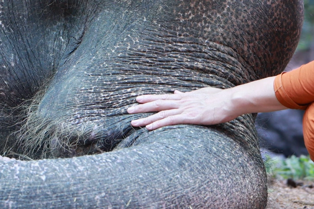 สิ้น \"พลายบุญแสน\" ช้างมรดกแผ่นดิน ล้มลงสงบในวัย 61 ปี ในวันออกพรรษา