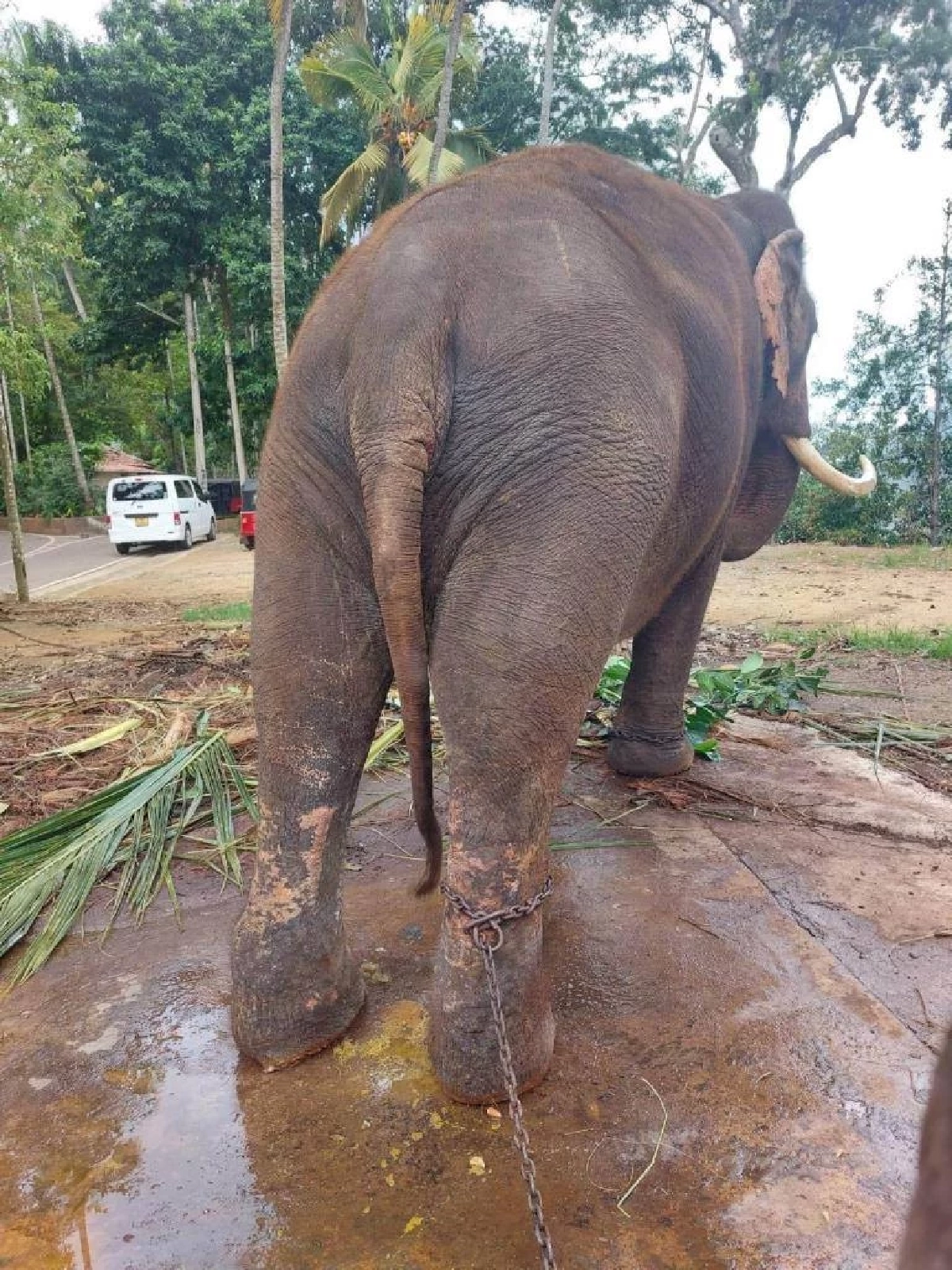 \"หม่อมหลวงวันรัชดา\" ฝากความหวัง \"สุชาติ\" พาช้างไทยในศรีลังกากลับบ้าน
