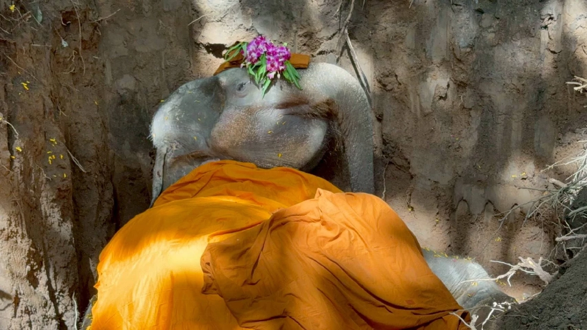 สิ้น \"พลายบุญแสน\" ช้างมรดกแผ่นดิน ล้มลงสงบในวัย 61 ปี ในวันออกพรรษา