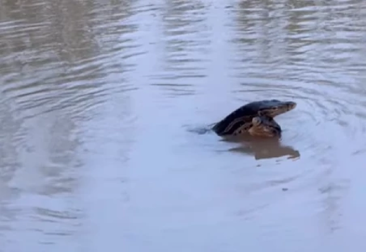 แห่ตีเลข 'ตัวเงิน ตัวทอง'เกี้ยวกัน หลางหนองน้ำ เชื่อเลขเด็ดชุดนี้