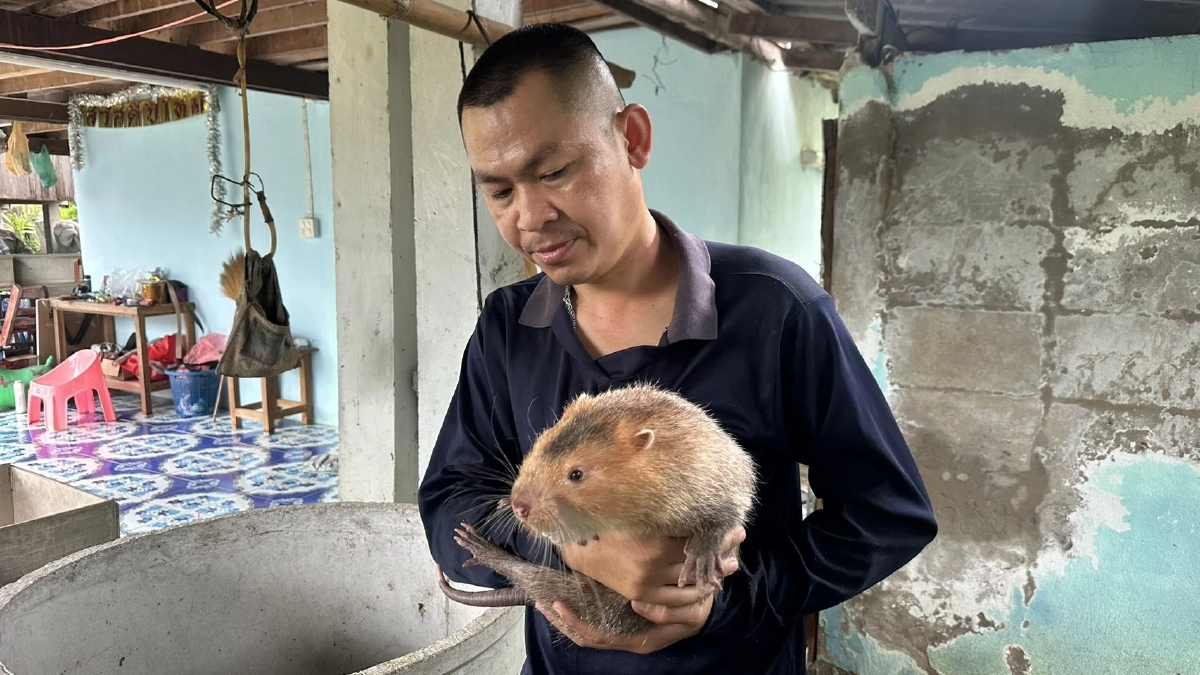 รวยเงียบไม่บอกใคร \"อ้น\" สัตว์เศรษฐกิจตัวใหม่แห่งภาคเหนือ เลี้ยงง่ายราคาดี